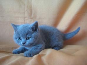Британские котята. Питомник Ольги Барсуковой