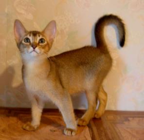 Абиссинские котята дикого окраса