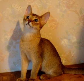 Абиссинские котята дикого окраса