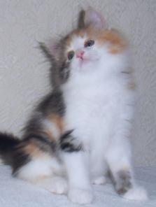 Отдам в добрые руки котят!