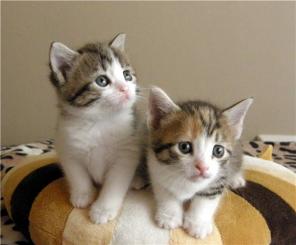 Котята в дар