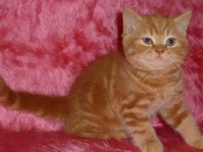 Шотландские котики и кошечки
