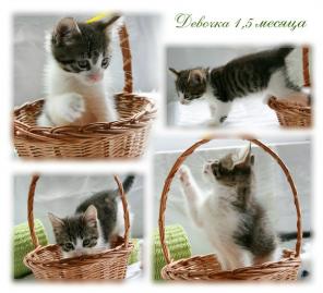 котята в добрые ручки