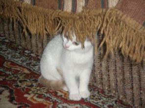 Котята 2,5 мес в добрые руки