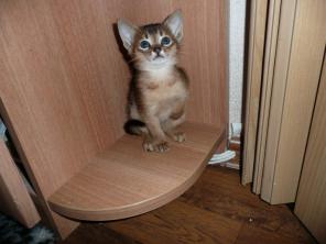 Абиссинские котята