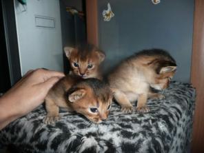 Абиссинские котята