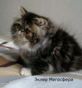 Роскошный перс