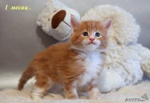 Мэнский котенок - енот
