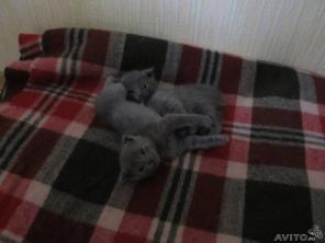 Очаровательные котята очень ждут своих хозяев