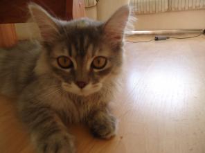 Котенок ищет дом