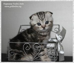 Вислоухие шотландские котята