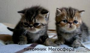 Экзотические котята