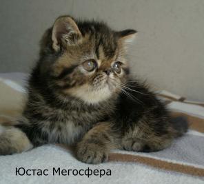 Экзотические котята
