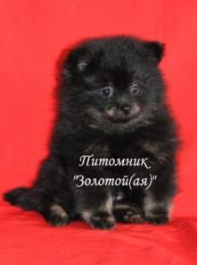 Померанский (немецкий) шпиц щенки