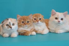 Шотландские котята скоттиш фолд и страйт, хайленды