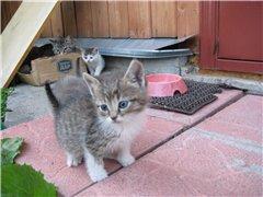 За-Мур-р-рчательные котята в дар )