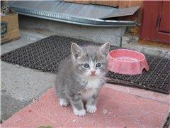 За-Мур-р-рчательные котята в дар )