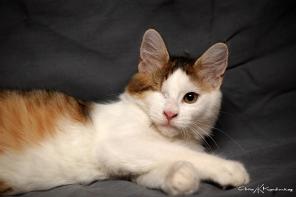 Котенок солнышко Майк ищет дом