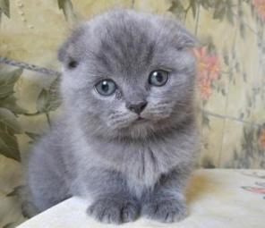 Клубные шотландские вислоухие и прямоухие котики.