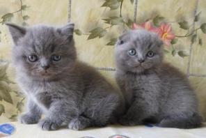 Клубные шотландские вислоухие и прямоухие котики.