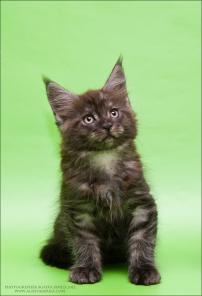 котята породы мэйн-кун!