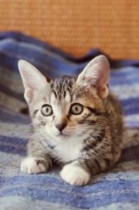 Котенок-леопардик хочет домой !