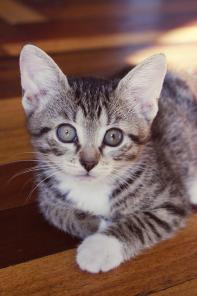 Котенок-леопардик хочет домой !