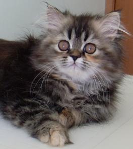 Персидский котенок- трехцветная кошечка