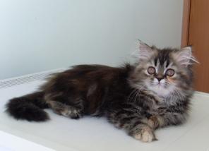 Персидский котенок- трехцветная кошечка