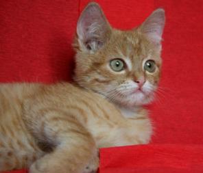 Кругломордый Ганс-рыжий котище в дар, 2 месяца