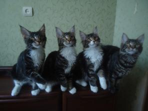 Продам котят Мейн куна