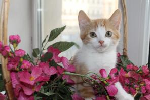 Две ласковых, рыже-белая и трёхцветная, очаровательных и очень милых малышки ищут добрых хозяев!