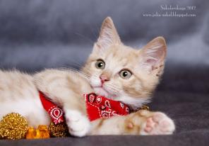 В добрые руки замечательные котята!