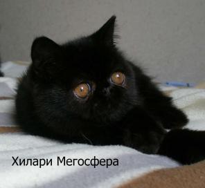 Черные плюшевые экзотические кошечки