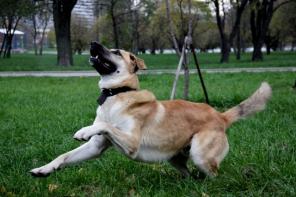 Очень крупный кобель,молод,здоров, ищет хозяев