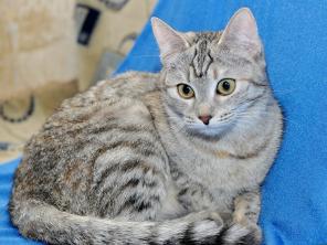 Нежные котята,большой выбор расцветок,в дар