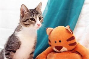 Нежные котята,большой выбор расцветок,в дар