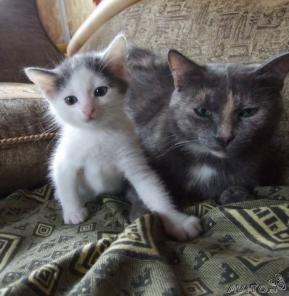 Плюшевые крошки котята