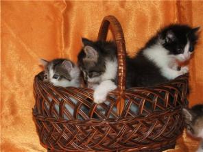Котята-колобочки в добрые руки
