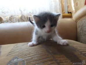 Добрейший увалень ищет хозяйку
