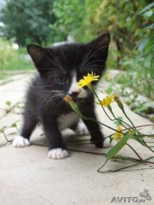 Котенок твоей мечты