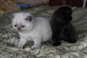 Британские котята