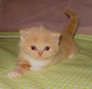 Британские и шотландские котята