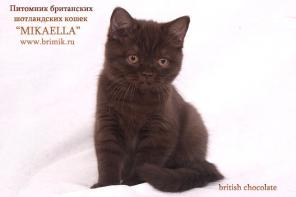 Шоколадные котята