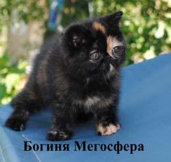 Экзотические короткошерстные котята
