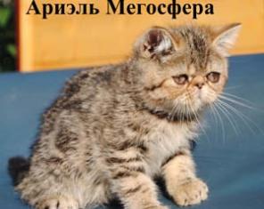 Мраморные экзотические котята