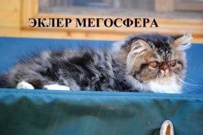 Роскошный перс