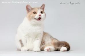 Британские котята.