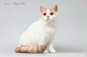 Британские котята.