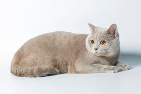 Скоттиш страйт котик приглашает на вяку